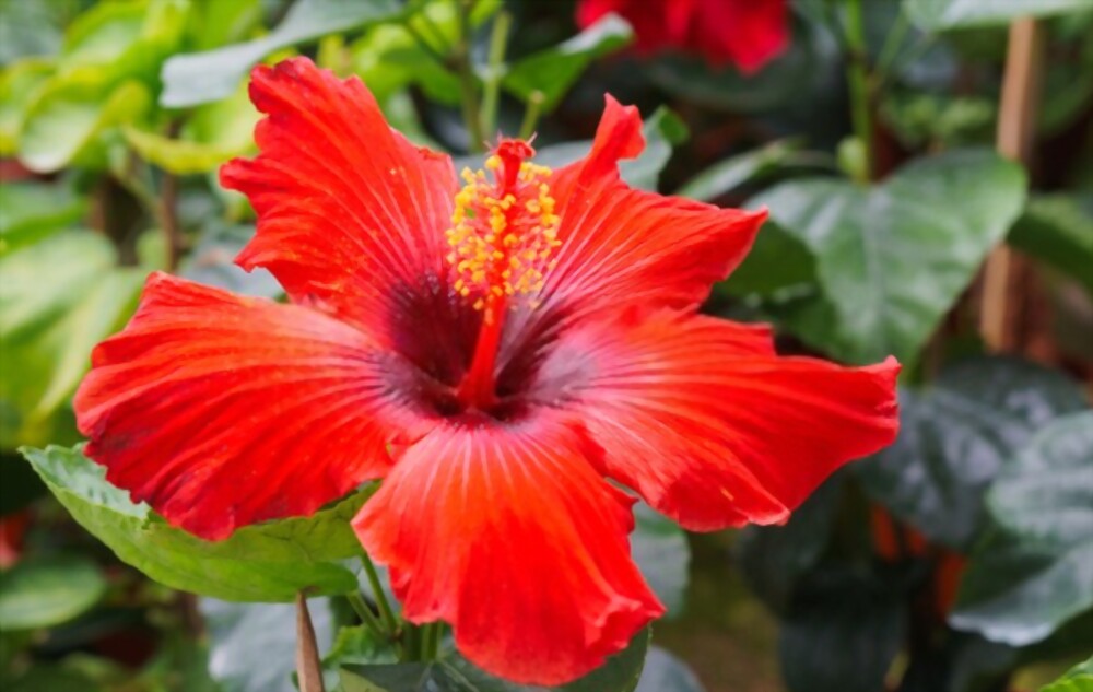 Hibiscus