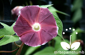 Japanese Morning Glory Chocolate Rose Silk Bloom