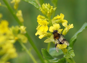 Bees on yellow bush