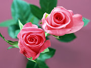 flowerz (wallpapers of rose flower)