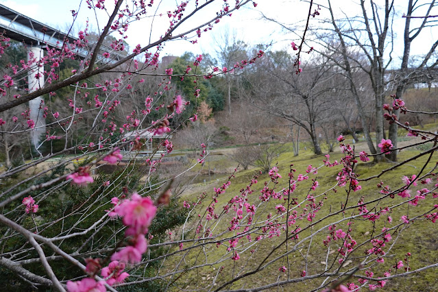 鳥取県西伯郡南部町鶴田 とっとり花回廊 花の谷 ウメ（梅）