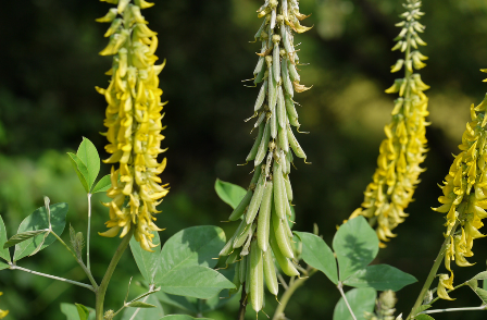 Lục lạc ba lá tròn - Crotalaria mucronata - THÔNG TIỂU TIỆN VÀ THÔNG MẬT