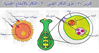 طرق التكاثر الجنسى - التكاثر بالأمشاج