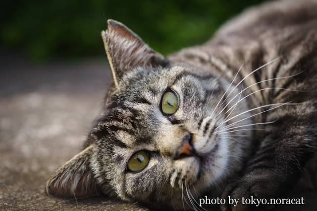 野良猫写真