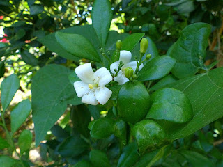 Fleur blanche d'Agrume