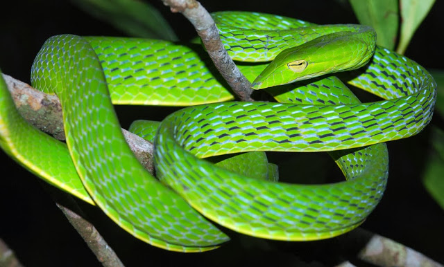 10 Contoh Hewan  Reptil  Melata Beserta Gambar Dan 