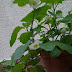 MY HYDRANGEA IN BLOOM / VIRÁGZIK A HORTENZIÁM