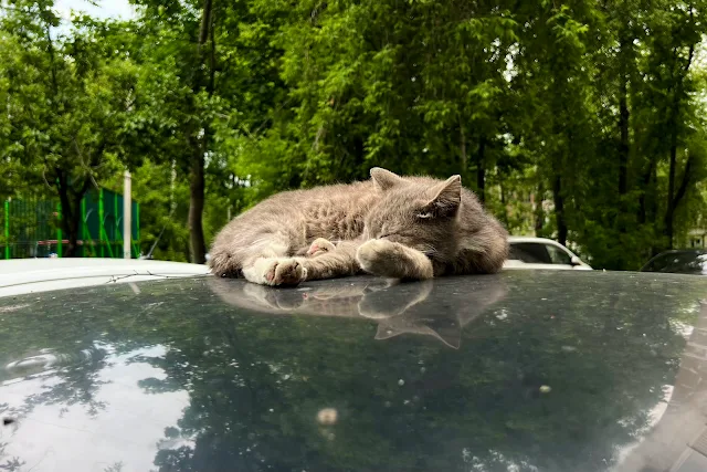 Королёв, улица Грабина, дворы, кот
