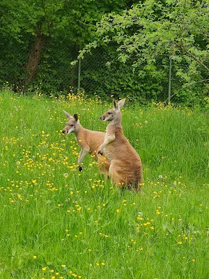 ヘラブルン動物園のカンガルー