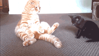 gato abana a cauda enquanto outro a toca