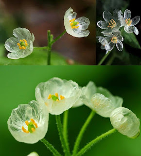 Mas, interessante mesmo é o fenômeno que acorre com essa florzinha quando exposta à água da chuva ou orvalho.  Quando molhada, suas pétalas se transformam e ganham uma incrível transparência, tornando-se parecida com vidro ou cristal.  Assim que a água evapora e a flor seca, ela recupera sua pigmentação branca e retorna à cor perolada original.