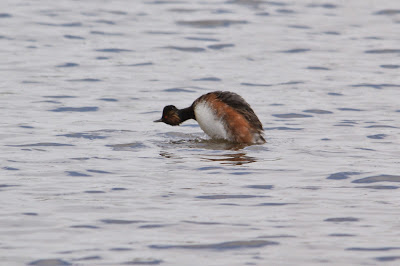 Swarthalsdûker - Geoorde Fuut - Podiceps nigricollis