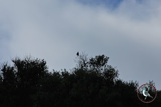 Cuco Sierra de Estepa