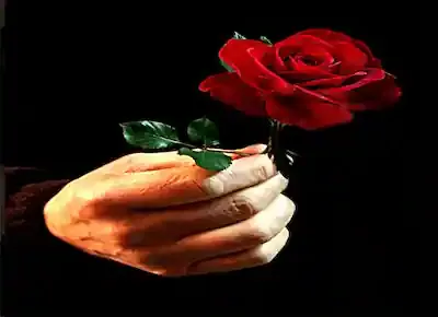 يد رجل تحما وردة حمراء رمزاً الحب