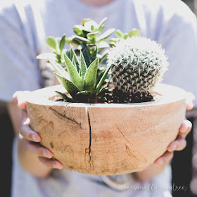 5 Helpful Tips for Buying Succulents | personallyandrea.com