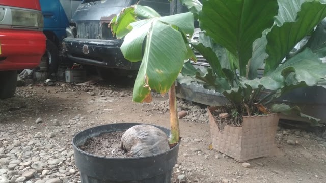 Geger Lur! Ada Buah Kelapa Tumbuh Pohon Pisang di Sidomoro