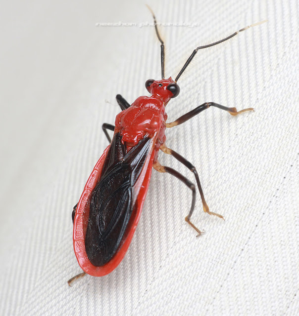 Red black Shield bug