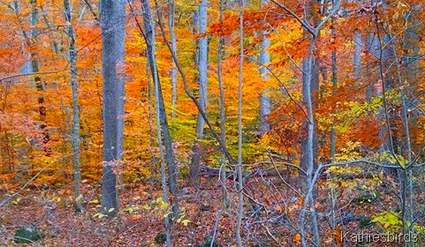 28. 11-5-15 New England woods
