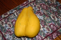 A conjoined summer squash.