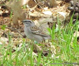 Chipping Sparrow