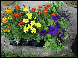 potted plants