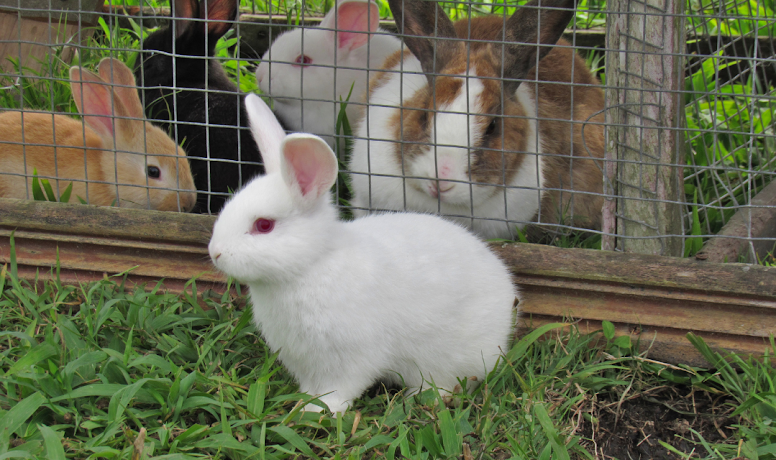 How Long Do Dwarf Rabbits Live?