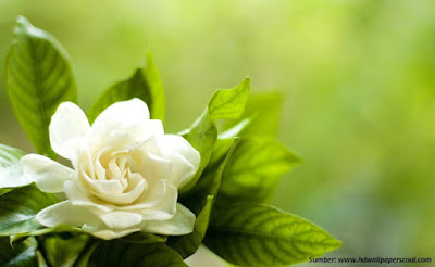 Gardenia