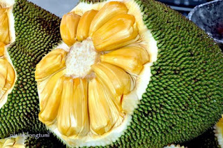 Beda Buah Cempedak Dengan Buah Nangka