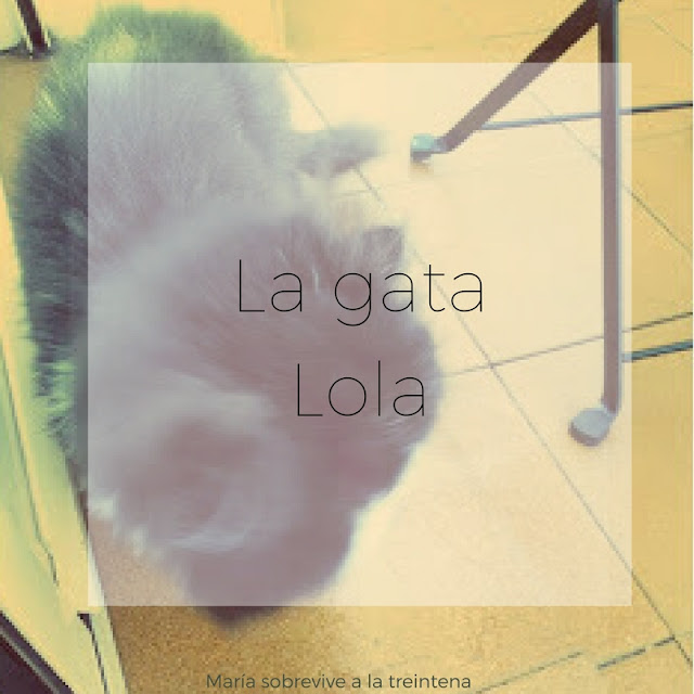 gato angora