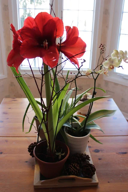 Amaryllis Tips