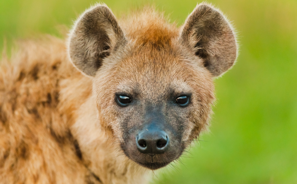 Ini 9 Fakta Menarik Tentang Hyena  Tutul Si Pemakai 