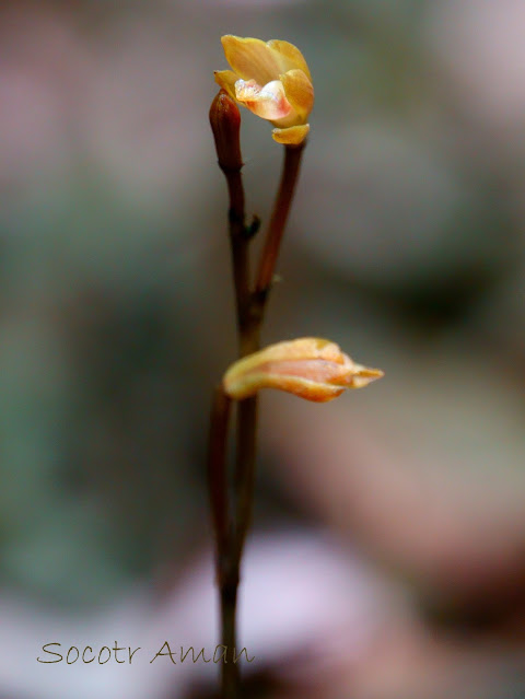 Lecanorchis suginoana