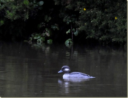Cornwall 2011 333
