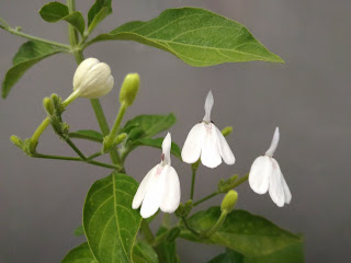 白鶴靈芝（仙鶴草）白色的花
