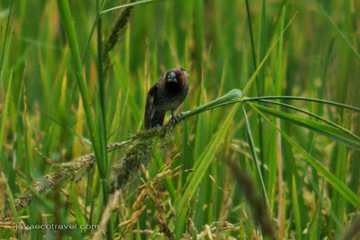 scaly-breasted munia