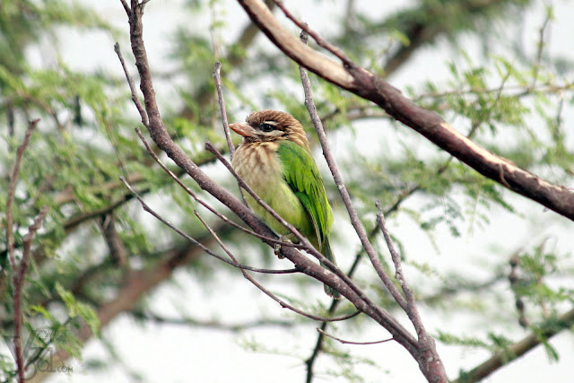 White Cheeked Barbet