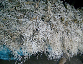 Gambar 5. Koloni Bambu Laut (Isis spp.) dalam kondisi kering