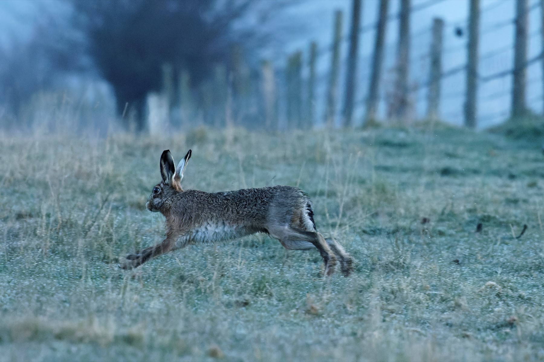Brown Hare running