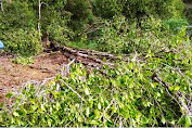 Diterjang Angin Kencang, Pohon Cengkeh di Binturu Tumbang