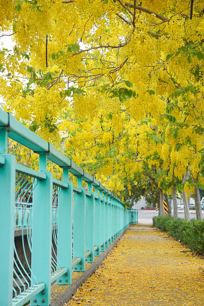 南投福崗路阿勃勒黃金雨搭配粉綠色欄杆，拍充滿延伸感的美照