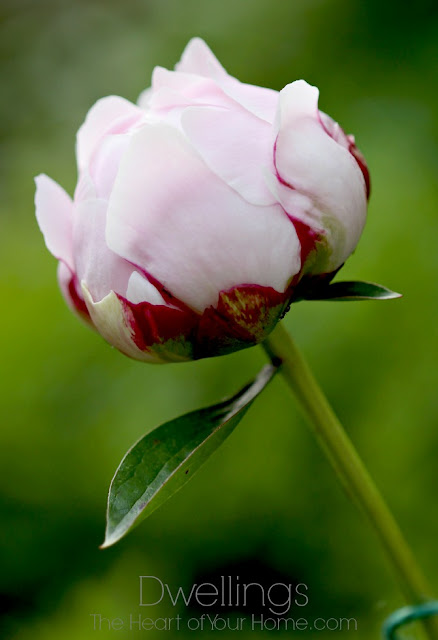 pink peonies