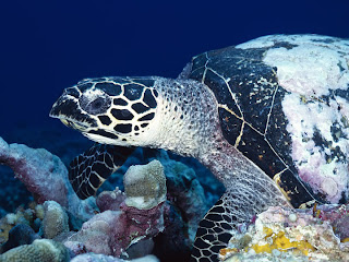 turtles animal under sea wallpaper