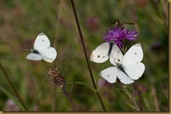 Small White, Pieris rapae: courtship