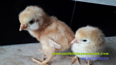 Jual DOC Bibit Ayam Kampung Super Joper Gresik Jatim