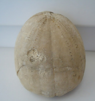 Fossil Sea Urchin Echinoid