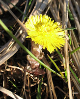 Tussilago