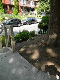 Koreatown Toronto Summer Front Yard Cleanup After by Paul Jung Gardening Services--a Toronto Organic Gardener