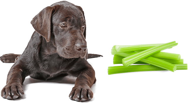 Can Dogs Eat Celery? Is Celery Safe For Dogs?