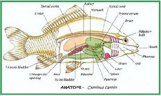 ANATOMI COMPARATIVA IKAN  MAS Berita Biologi