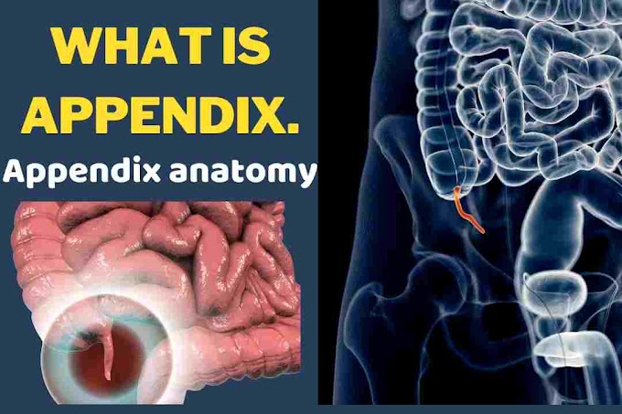 What is Appendix| Appendix anatomy |  Apeendix Pain| when appendix is removed|